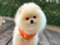 Pomeranian boo 2 aylık