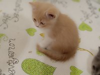 British shorthair gold