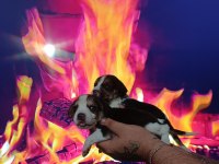 Beagle yavrularımız ırk garantilidir