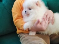 En güzel kar beyaz pomeranian boo yavrular