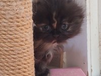 Scottish fold longhair