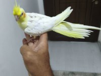 Ele alıştırma sultan papağanlar
