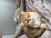 Golden Sarı Yeşil Gözlü British Shorthair