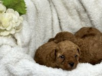 Kore kan toy poodle