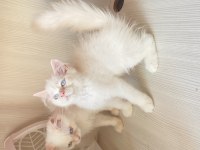 Pamuk Şeker British Longhair Oğluşlar