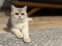 Ay12 dişi şampiyon (anne baba) safkan british shorthair