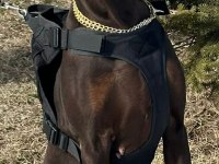 Dünyaca ünlü doberman torunu