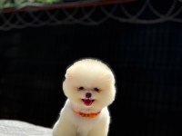 Yavru Pomeranian Boo Köpekler