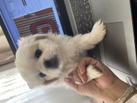 3 aylık pekinez yavru