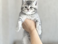 Ayı Surat Brtisih Shorthair Yavrum 
