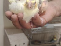 Gel bak beğen al sultan papağanı