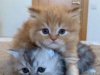 1,5 aylık british longhair