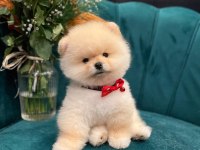 Sağlıklı pomeranian boo