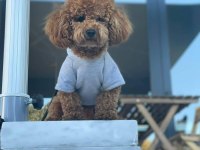 Sevgi ile büyütülen teacup ve toy poodle bebeklerimiz