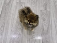 Erkek Pomeranian Boo 2,5 Aylık