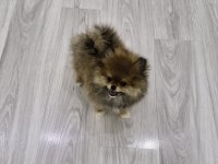 Erkek Pomeranian Boo 2,5 aylık