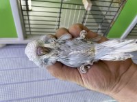 Show jumbo muhabbet kuşu