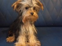 8 aylık erkek yorkshire terrier