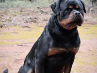 Rottweiler von baboş