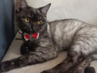 Yakışıklı british shorthair oğluma gelin adayı bekliyorum
