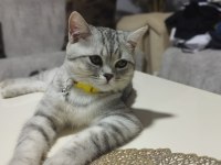 Acil sahiplendirme scottish fold