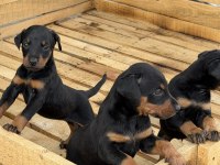 ÜST SEVİYE DOBERMAN YAVRULARI