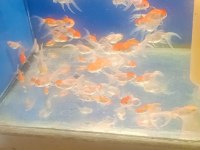 Oranda balıklarımız