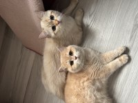 Sevecen Kedime Sıcak Bir Yuva Arıyorum