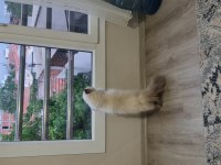 2 yaşında exotic shorthair