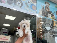 Maltese terrier köpeğimiz
