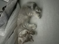 1,5 aylık yavru scottish fold