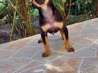 Safkan ırklı pomeranian boo