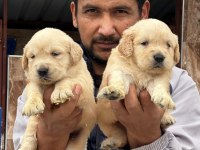 Golden Retriever Yavru Köpeklerimiz