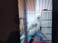 2 tane rerkleri harika 6 aylık muhabbet kuşu