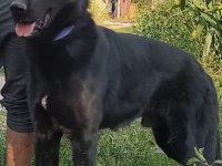 Kaliteli safkan alman kurdu yavrular anlatmaya gerek yok
