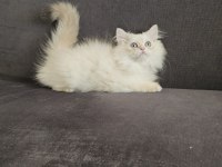 FULL SCR Lİ YAVRU KEDİLER