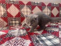 2 AYLIK BRİTSH SHORTHAİR