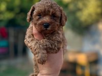 Safkan toy poodle yavrular