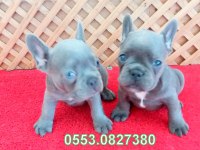 BLUE QUAD FRENCH BULLDOG YAVRULAR İZMİR