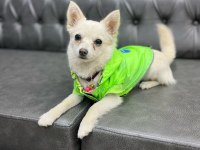 4 aylık dişi aşıları yapılmış çok akıllı chihuahua