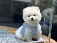 Sağlık Ve Irk Garantili Pomeranian