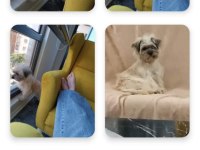 Terrier ÜCRETSİZ DEĞİLDİR