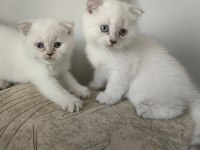 Scottish fold yavru