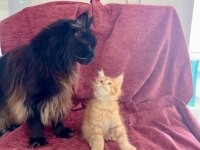 Maine Coon Özel Yavrular