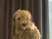 Toy poodle yavru köpekler