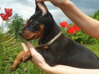 Irk garantili doberman yavrularımız