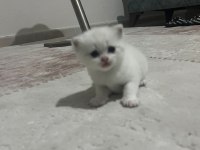 SEVİMLİ BRİTİSH SHORTHAİR KEDİLERİMİZ
