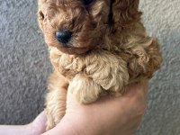 1 dişi ve 1 erkek son kalan garantili toy poodle yavrular