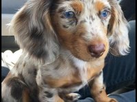 Sempatik Bakışlı Dachshund Yavrularımız