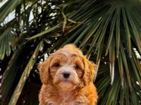 Orjinal Teacup Boy Maltipoo